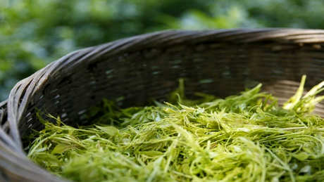 什么是莓茶？