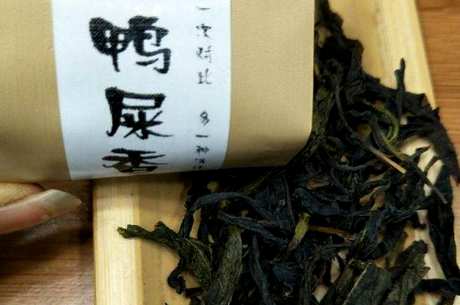 为什么凤凰单丛茶叫鸭屎香？