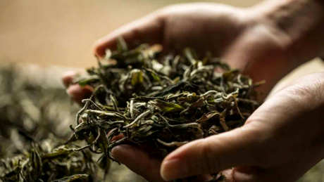 茶叶保质期过后还能喝吗？