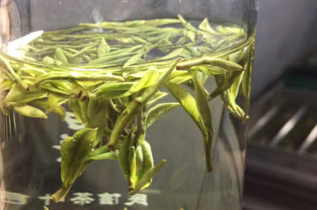 安吉白茶的味道特点是什么？