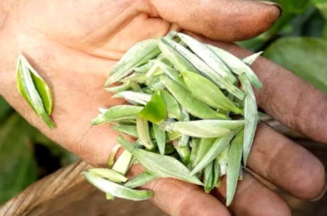 什么茶属于白茶？