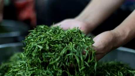 台湾乌龙茶是红茶还是绿茶