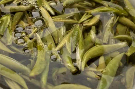 白茶是绿茶系列吗？