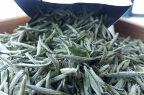 如何识别好的白茶