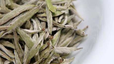 如何鉴别白茶的品质