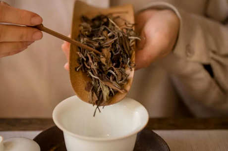 白茶要洗茶吗？