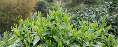 野茶属于什么茶？