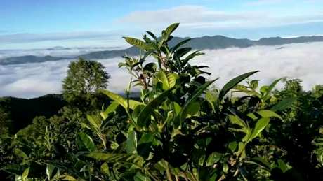 普洱茶的产地在哪里？