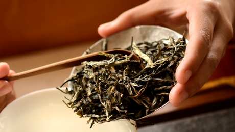 怎样泡普洱熟茶？