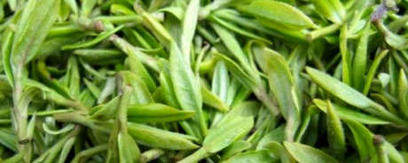 广东绿茶有哪些品种？