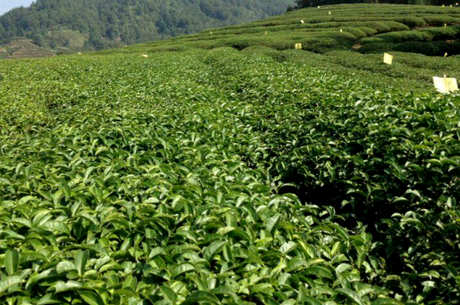 广东绿茶有哪些品种？