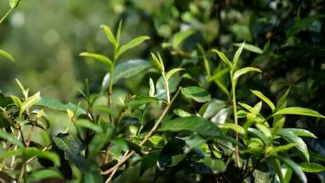 普洱六大茶山哪六个？