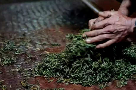 生产普洱茶的步骤