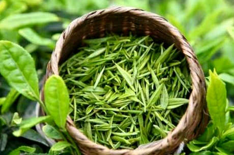 西湖龙井是绿茶吗？