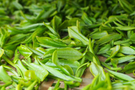 西湖龙井是绿茶吗？