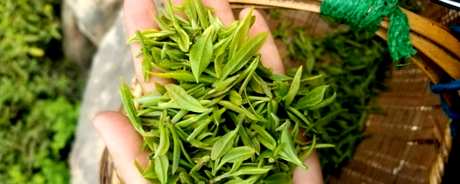 雨前茶和明前茶哪个好？