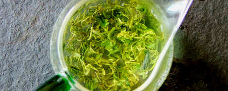 云尖是绿茶吗？
