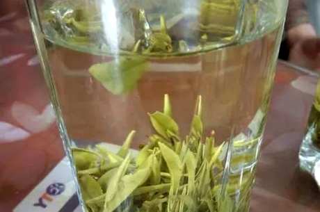 霍山黄芽茶属于什么茶？
