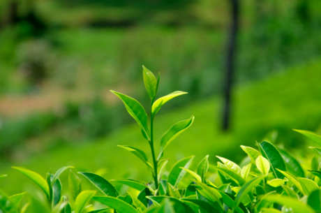 绿茶的特点