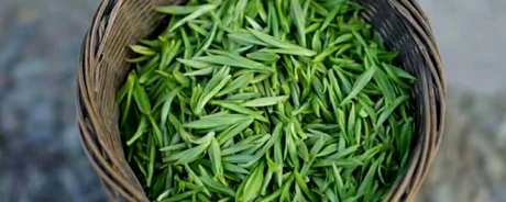 桐城小花是什么茶？