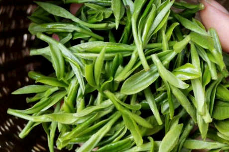 桐城小花是什么茶？
