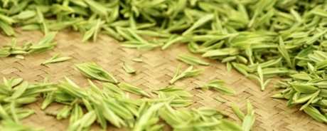 什么茶属于莫干黄芽？