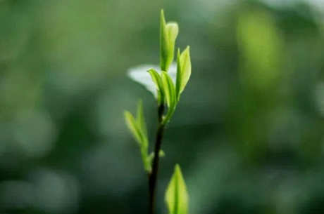 什么茶属于莫干黄芽？