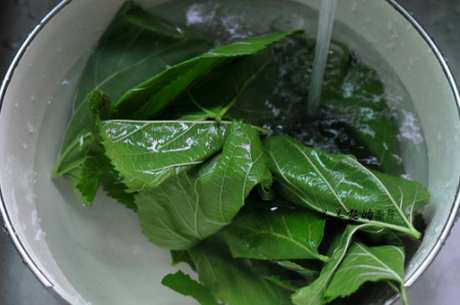 喝桑叶茶有什么好处和坏处？
