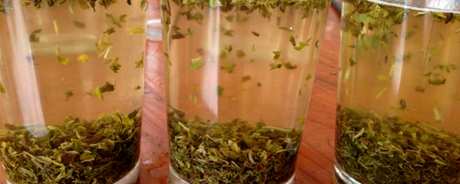 茉莉茶属于什么茶？