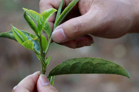 薄荷塘古树茶的特点