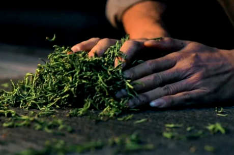 薄荷塘古树茶的特点
