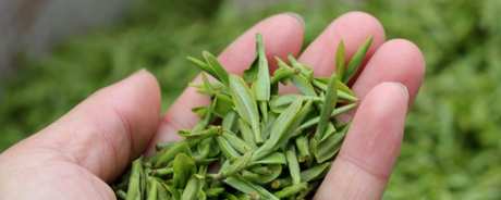 龙井茶的产地在哪里？