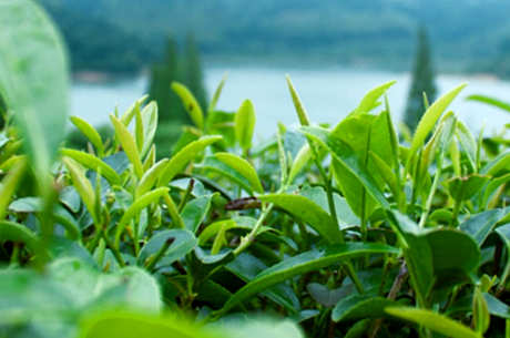 龙井茶的产地在哪里？