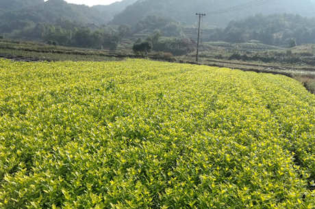 龙井茶的产地在哪里？