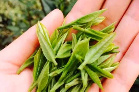 龙井茶保质期多长时间？