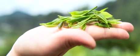 金茶属于什么茶？