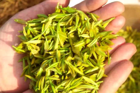 金茶属于什么茶？