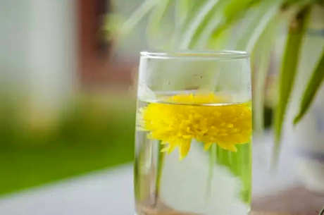 你还能喝一夜菊花茶吗？