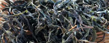 什么季节喝普洱茶？
