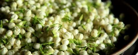 花茶有哪些品种？