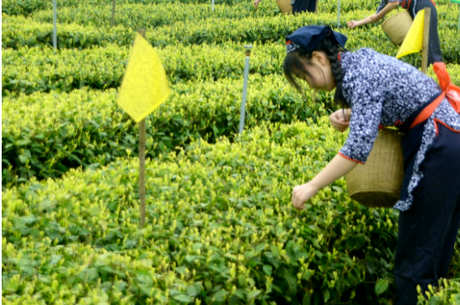 黄茶产地在哪里？