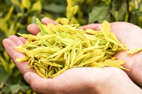 金芽茶怎么样？
