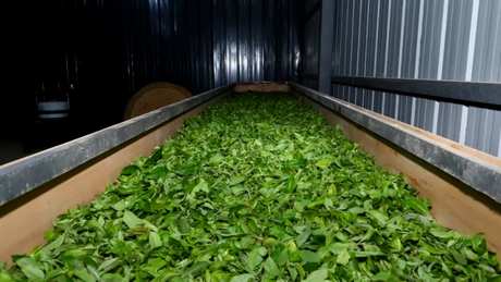 普洱茶生茶和熟茶有什么区别？