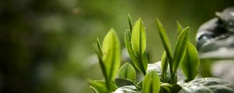 碧螺春的种植方法是什么？