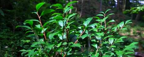如何种植金花茶树？