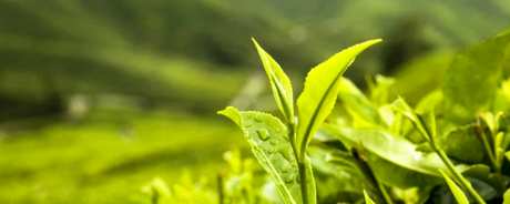 种植毛峰的方法