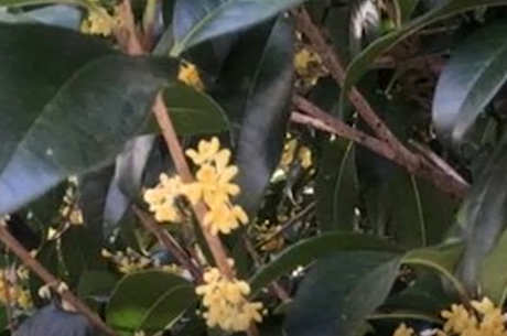 桂花茶的功效和作用