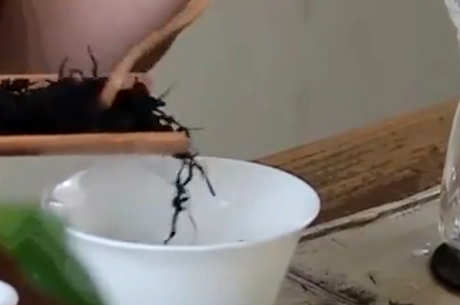 日照绿茶的功效