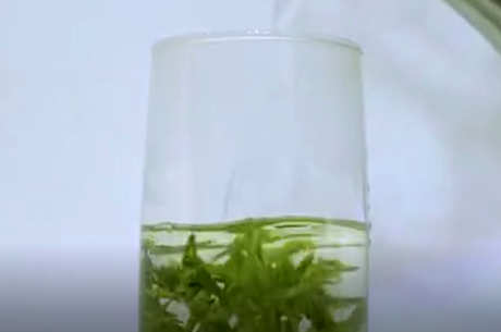 茶的功效和作用
