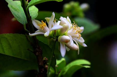 11种花茶搭配表